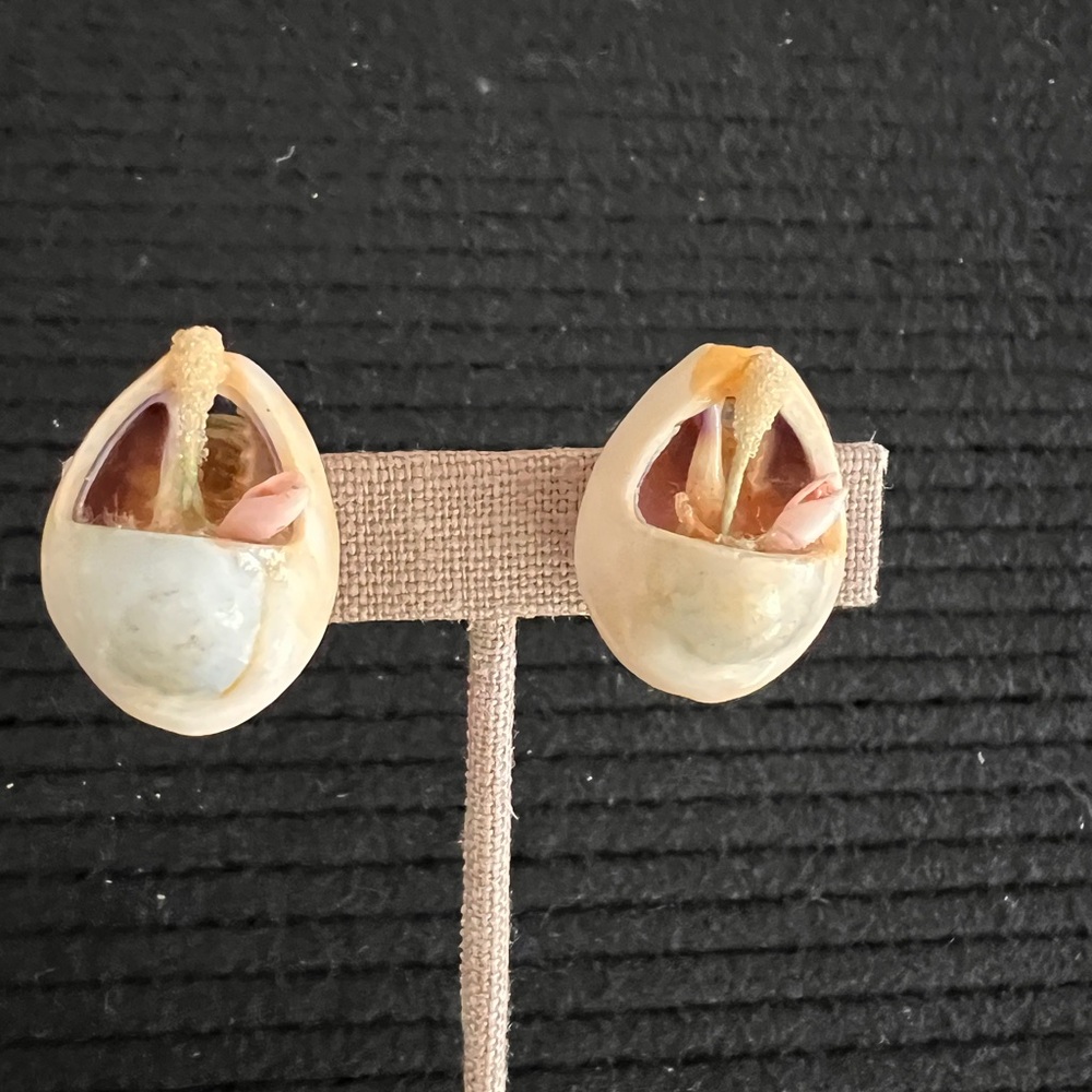 Vintage Cowrie Shell screw back Earrings unique one of a kind